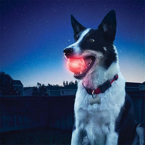Balle LED lumineuse — jouet pour chien | Rundavo