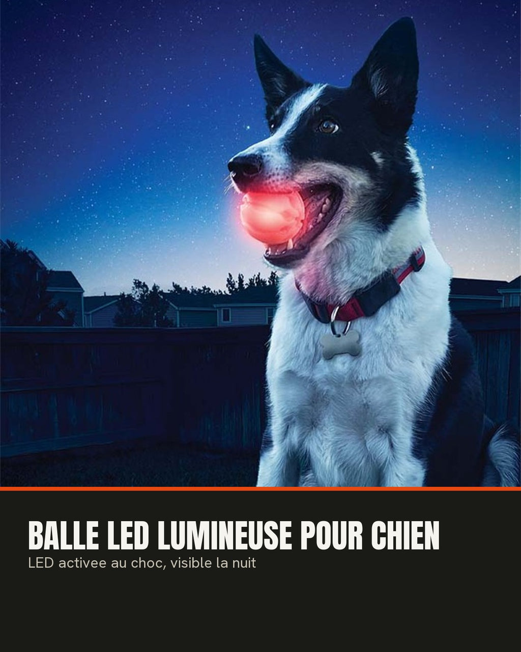 Balle LED lumineuse pour chien