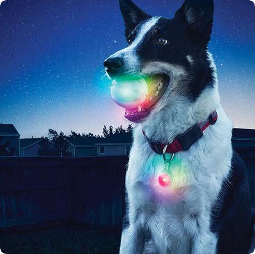 Balle LED lumineuse pour chien