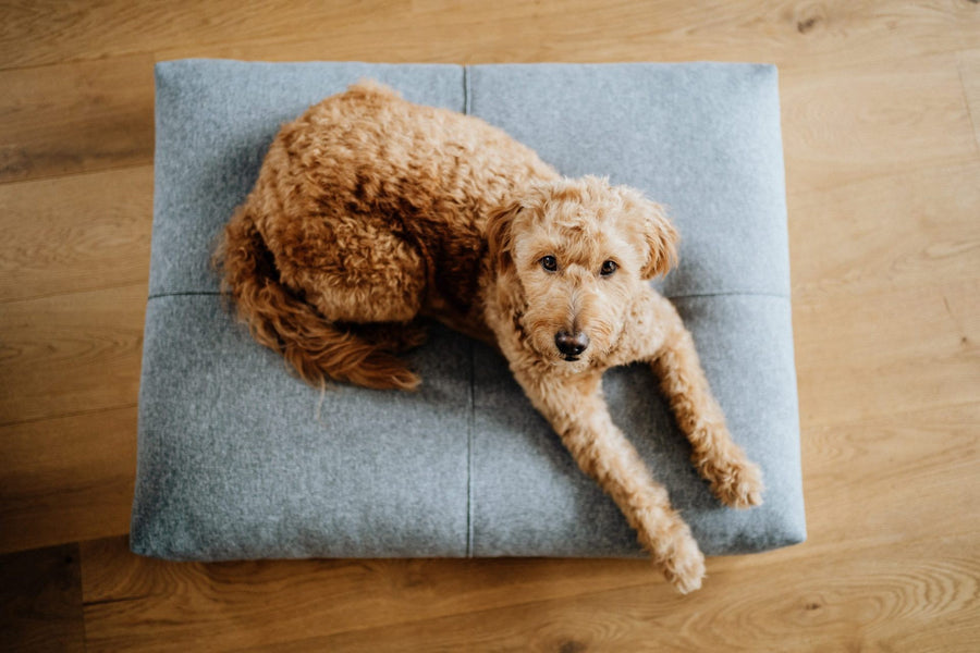Coussin Finno — matelas pour chien et chat | Rundavo