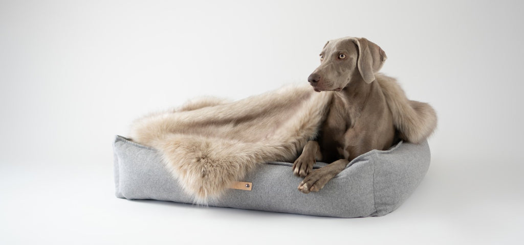Panier pour chien