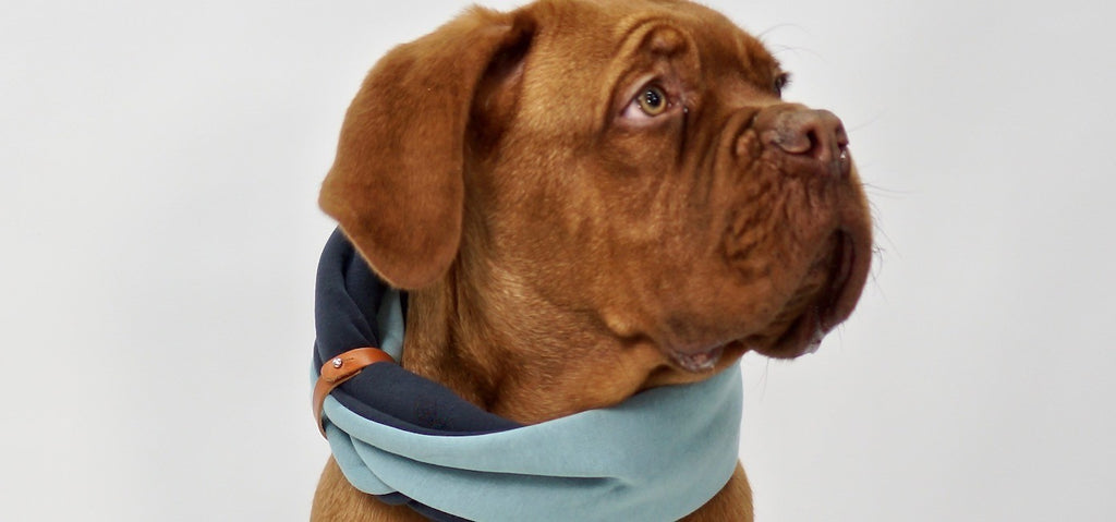 Accessoire Simo chien et chat