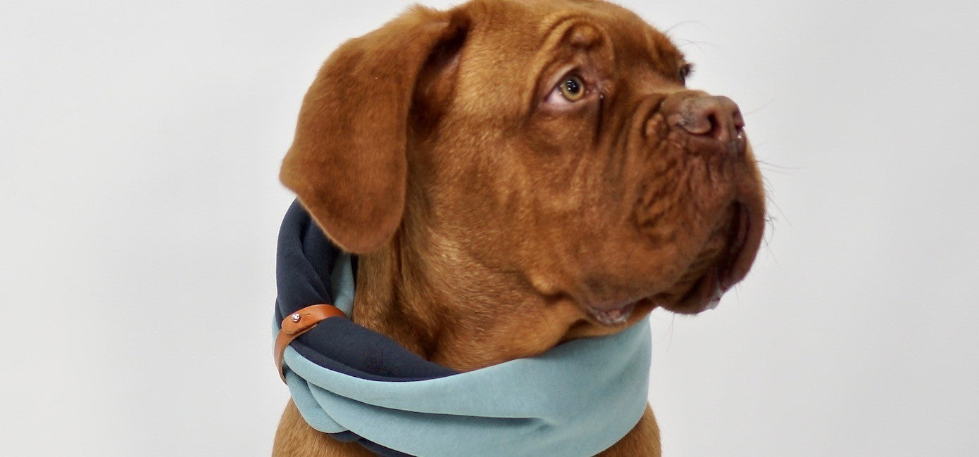 Accessoire Simo chien et chat