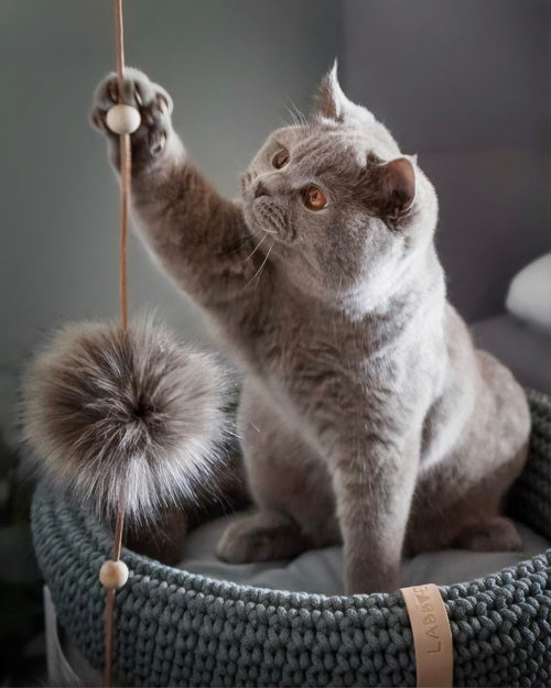 Balle Tollo pour chat