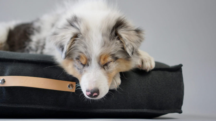 Coussin — matelas pour chien et chat | Rundavo